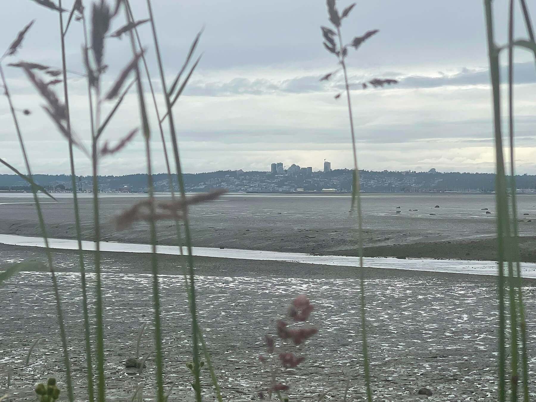 Drayton-Harbor-during-Low-tide-with-a-view-of-White-Rock-BC-Blaine, Wa